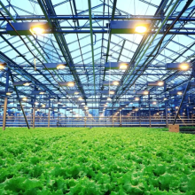 greenhouse